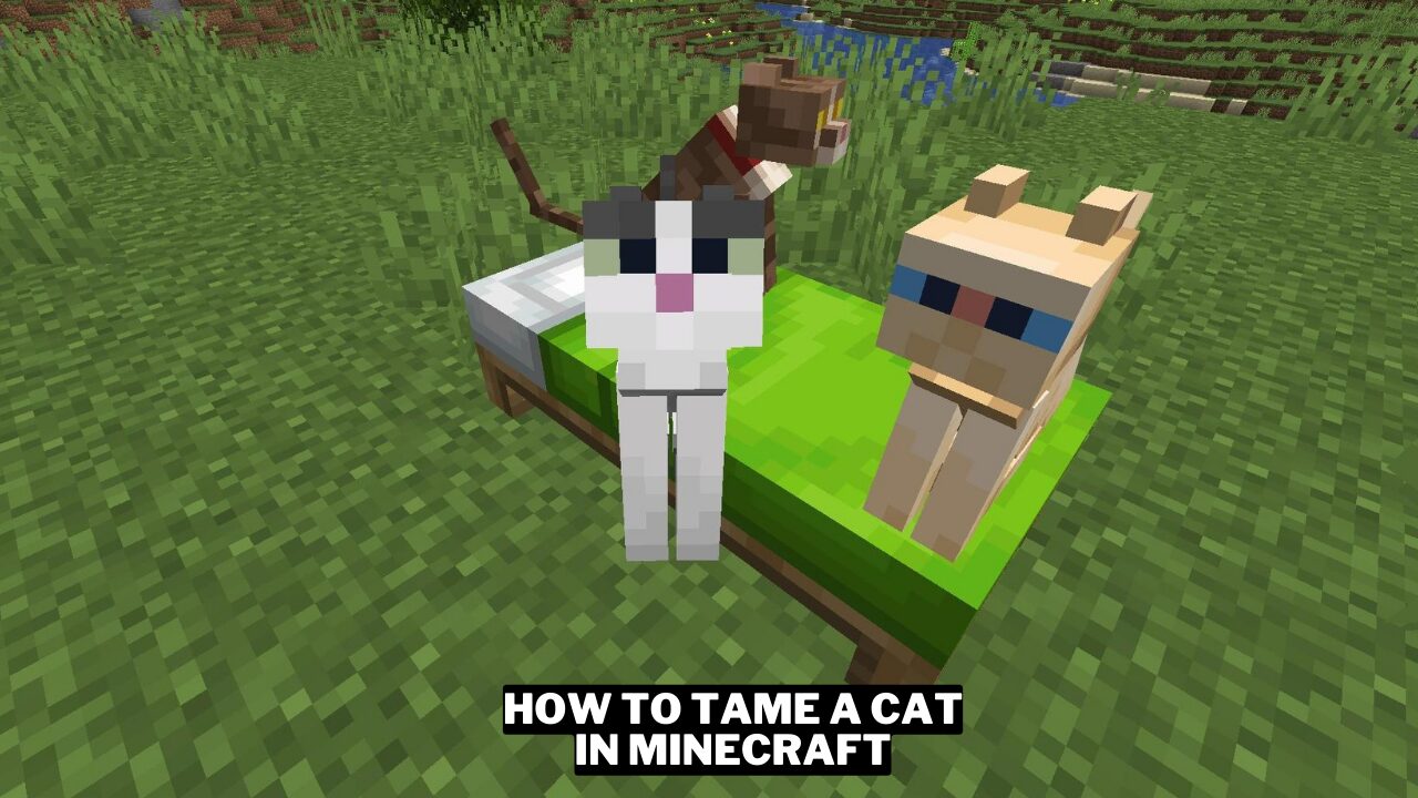 How To Tame A Cat In Minecraft Gamerode